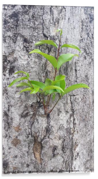 A small plant sprout on a tree bark. Acrylic by Hanif Setiawan