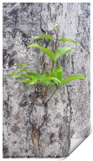 A small plant sprout on a tree bark. Print by Hanif Setiawan
