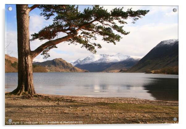  Crummock Water with large pine tree and snow on t Acrylic by Linda Lyon