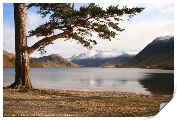  Crummock Water with large pine tree and snow on t Print by Linda Lyon