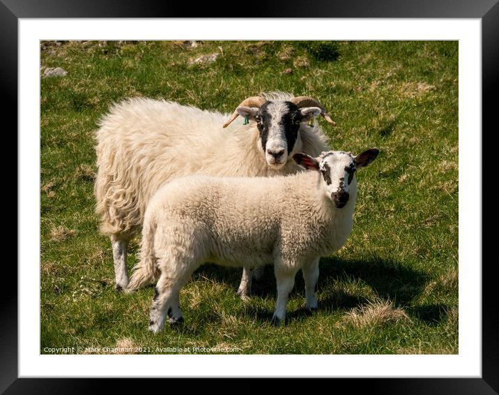Togetherness - Ewe and lamb Framed Mounted Print by Photimageon UK