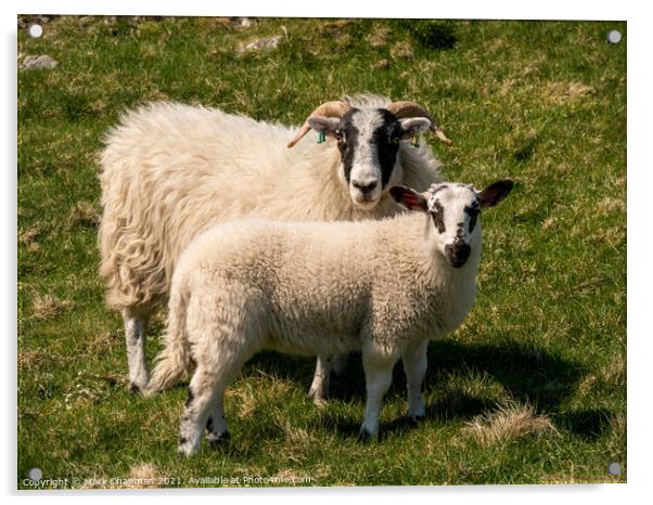 Togetherness - Ewe and lamb Acrylic by Photimageon UK
