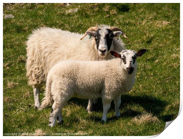 Togetherness - Ewe and lamb Print by Photimageon UK