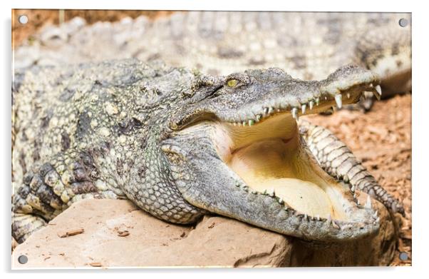 Siamese Crocodile close up Acrylic by Jason Wells