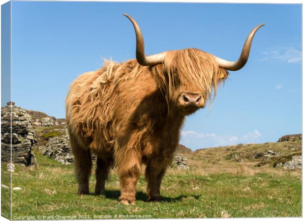 Highland Cow - Scotland Canvas Print by Photimageon UK