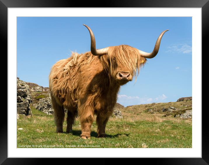 Highland Cow - Scotland Framed Mounted Print by Photimageon UK