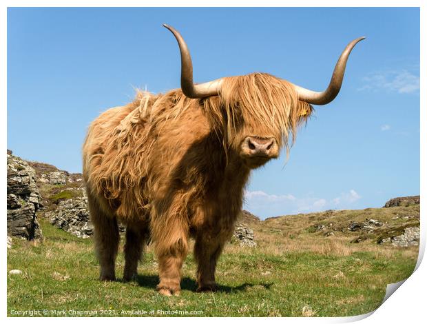 Highland Cow - Scotland Print by Photimageon UK