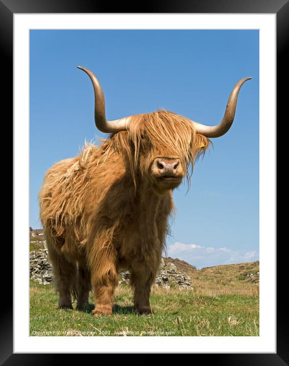 Highland Cow - Scotland Framed Mounted Print by Photimageon UK
