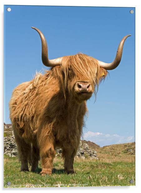 Highland Cow - Scotland Acrylic by Photimageon UK