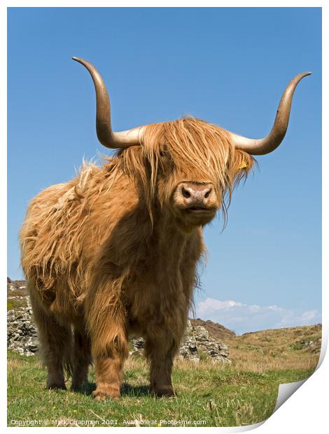 Highland Cow - Scotland Print by Photimageon UK