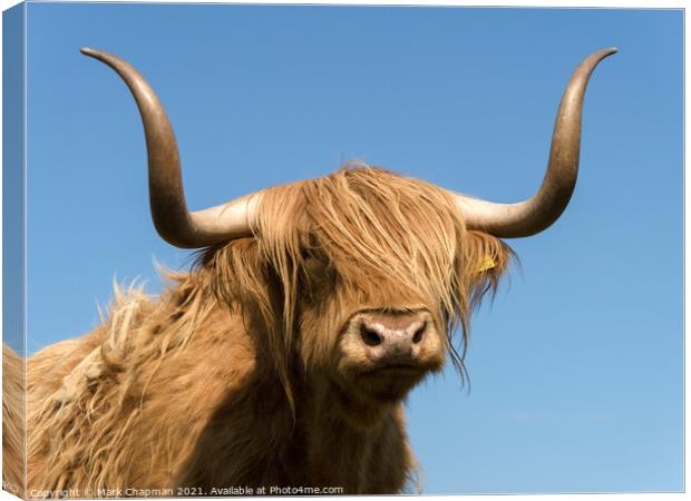 Highland Cow - Scotland Canvas Print by Photimageon UK