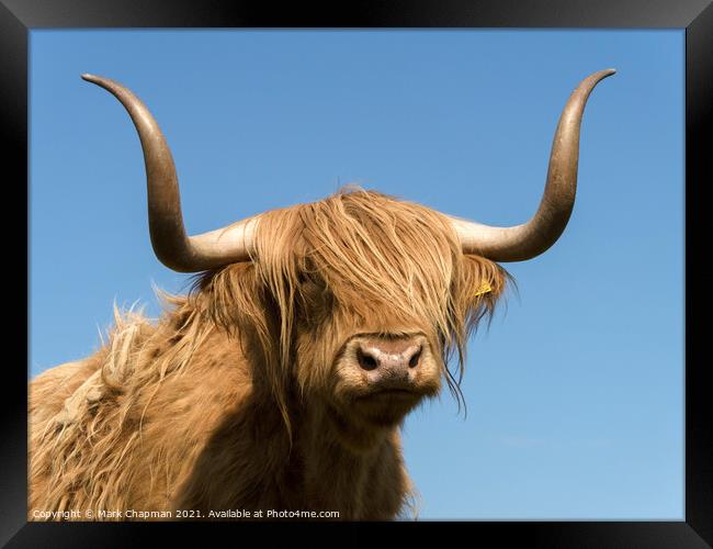Highland Cow - Scotland Framed Print by Photimageon UK