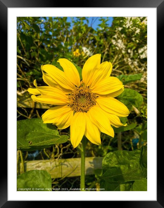 Sunflower Framed Mounted Print by Darren Mark Walsh