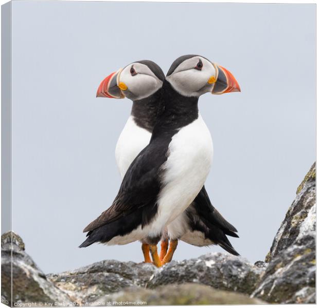Double Puffin! Canvas Print by Kay Roxby
