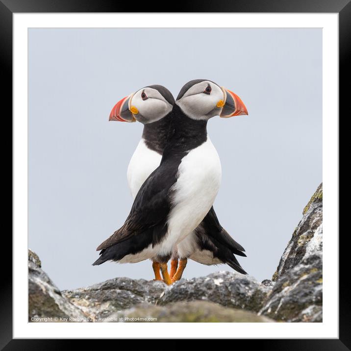Double Puffin! Framed Mounted Print by Kay Roxby