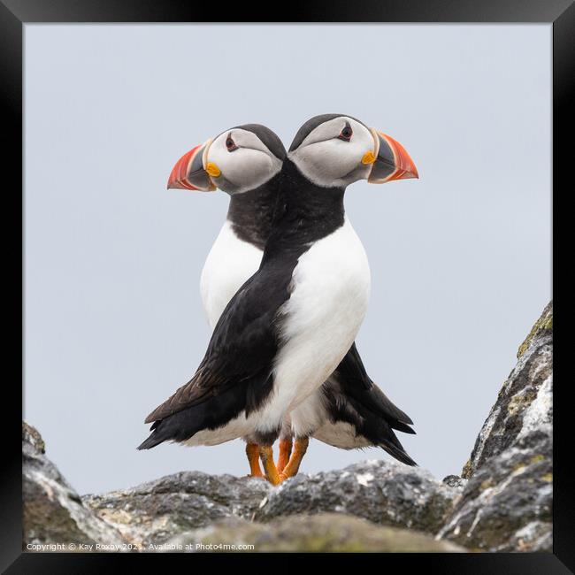 Double Puffin! Framed Print by Kay Roxby
