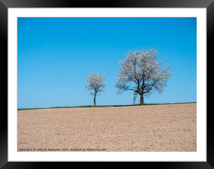 Two Cherry Trees in Full Bloom Framed Mounted Print by Dietmar Rauscher