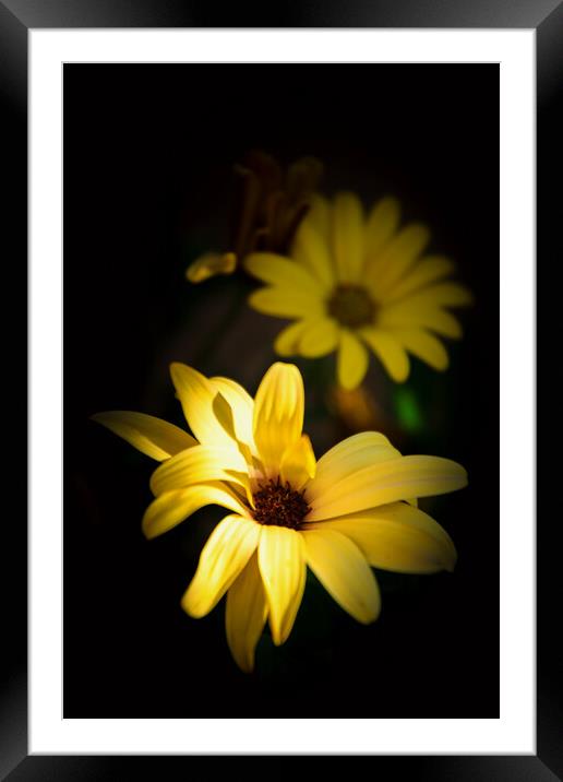 Vibrant Golden Cape Daisy Flowers Framed Mounted Print by Jeremy Sage