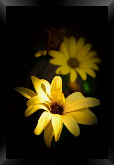 Vibrant Golden Cape Daisy Flowers Framed Print by Jeremy Sage