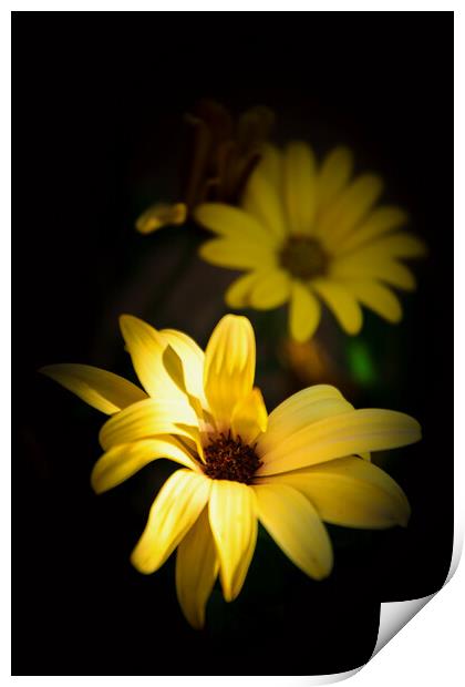 Vibrant Golden Cape Daisy Flowers Print by Jeremy Sage