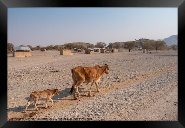 Skinny Cow and Calf Walking by a Village in Namibia Framed Print by Dietmar Rauscher