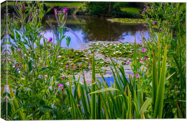 Water Lillie review Canvas Print by Steve Taylor