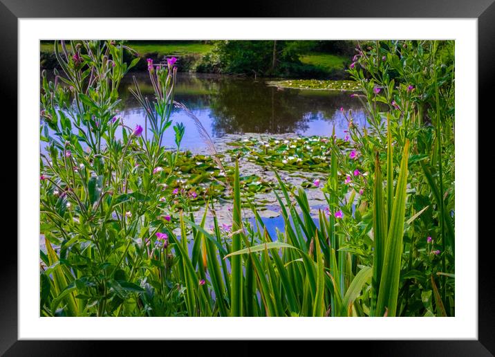 Water Lillie review Framed Mounted Print by Steve Taylor