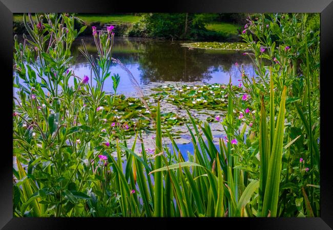 Water Lillie review Framed Print by Steve Taylor