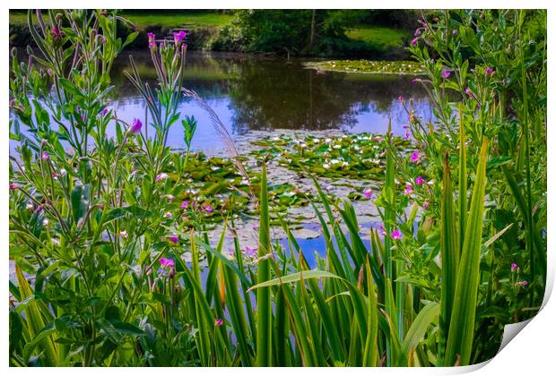 Water Lillie review Print by Steve Taylor