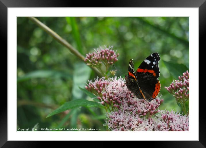 Red Admiral Butterfly Enjoying the tree blossom Framed Mounted Print by Ann Biddlecombe