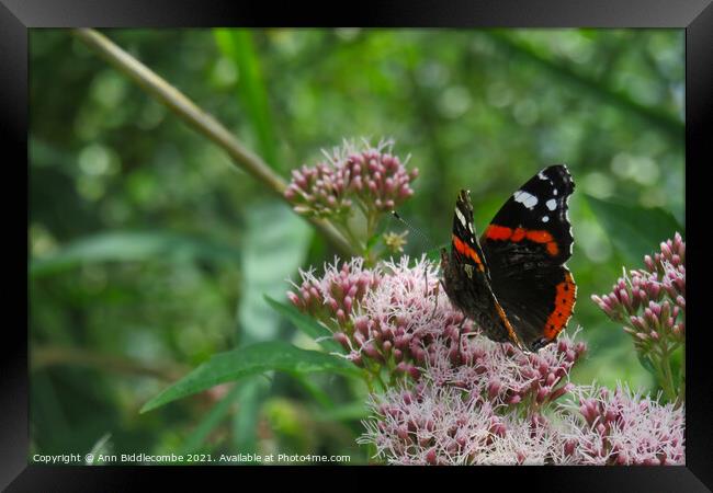 Red Admiral Butterfly Enjoying the tree blossom Framed Print by Ann Biddlecombe
