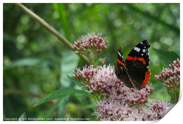 Red Admiral Butterfly Enjoying the tree blossom Print by Ann Biddlecombe