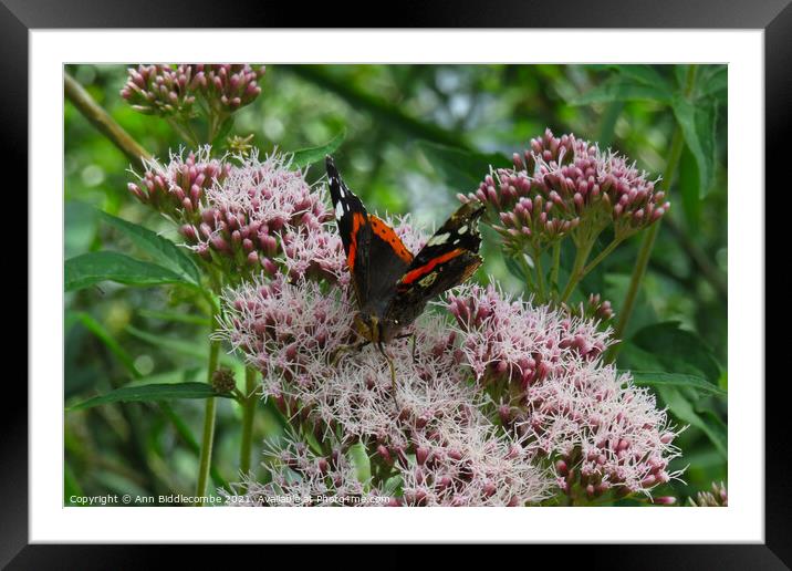 Admiral butterfly on a pink blossom Framed Mounted Print by Ann Biddlecombe