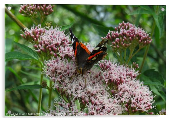 Admiral butterfly on a pink blossom Acrylic by Ann Biddlecombe