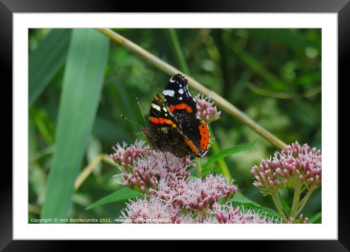 Admiral butterfly on a pink tree blossom Framed Mounted Print by Ann Biddlecombe