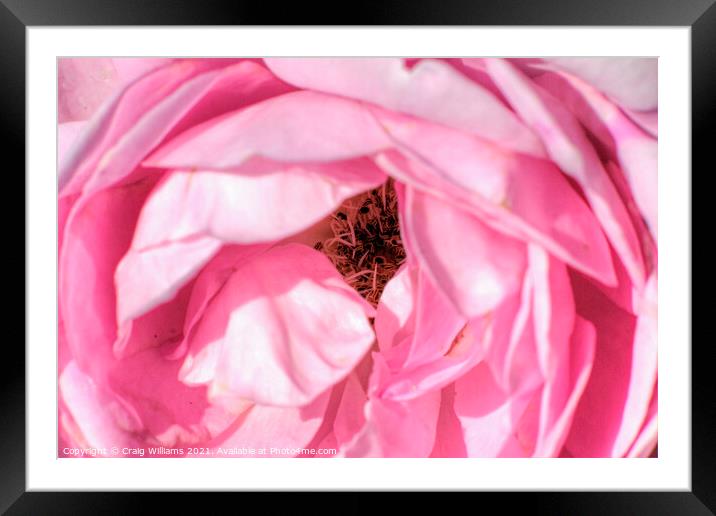 Pink Rose Close Up  Framed Mounted Print by Craig Williams