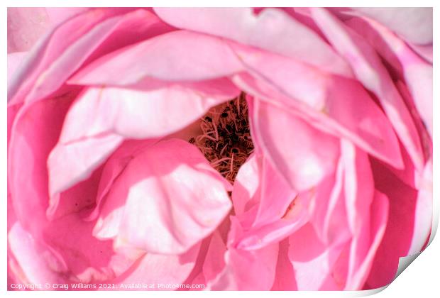 Pink Rose Close Up  Print by Craig Williams