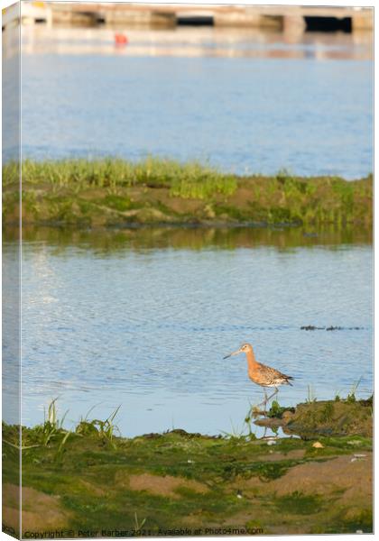 Black Tailed Godwit at Warsash Canvas Print by Peter Barber