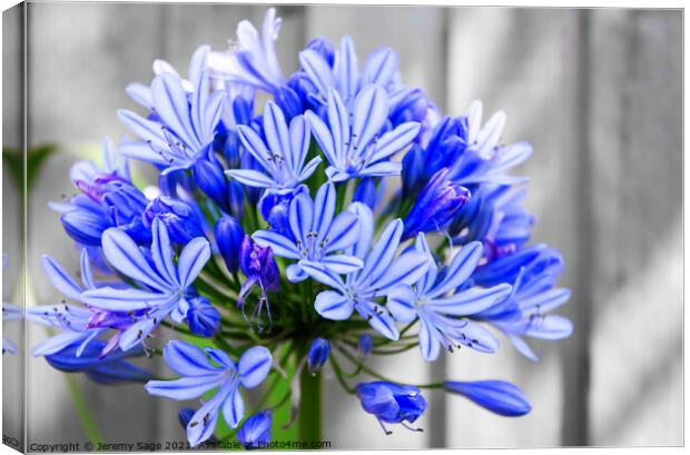 Majestic Blue African Lily Canvas Print by Jeremy Sage