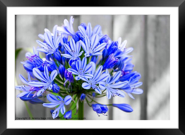 Majestic Blue African Lily Framed Mounted Print by Jeremy Sage