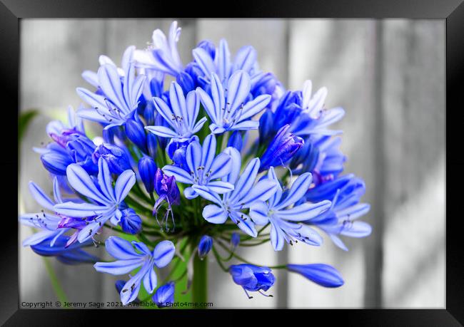 Majestic Blue African Lily Framed Print by Jeremy Sage