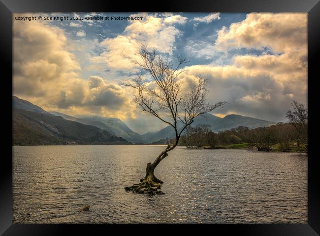 The Tree in the Lake, Llyn Padarn Framed Print by Sue Knight