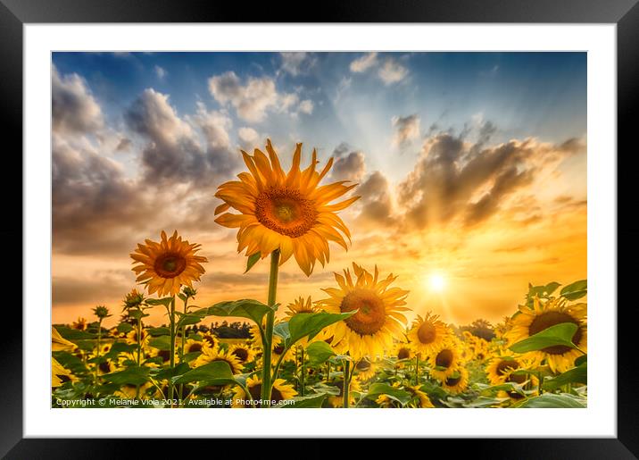 Sunflower field at sunset Framed Mounted Print by Melanie Viola