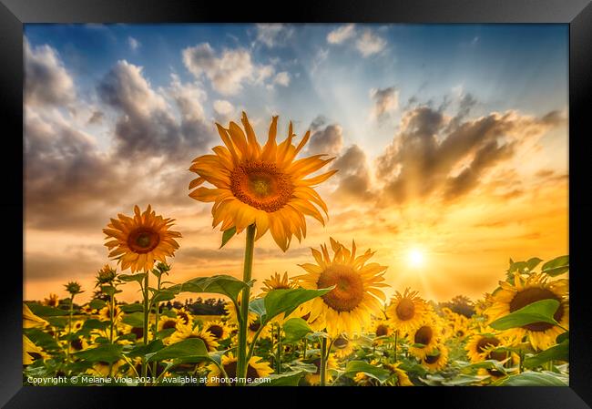 Sunflower field at sunset Framed Print by Melanie Viola