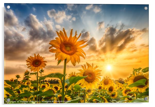 Sunflower field at sunset Acrylic by Melanie Viola