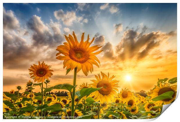 Sunflower field at sunset Print by Melanie Viola