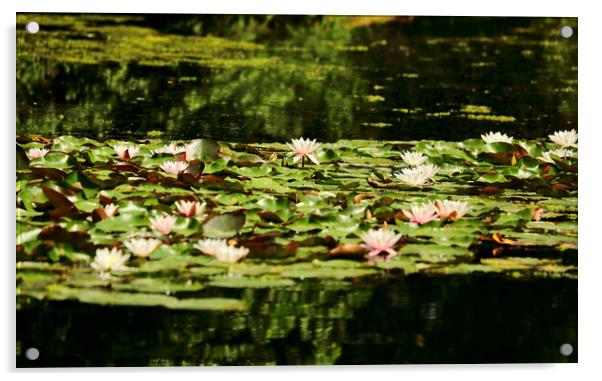 Water Lillies Acrylic by Simon Johnson