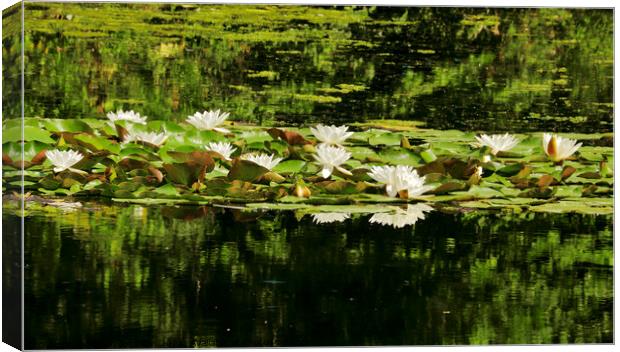 water lillies Canvas Print by Simon Johnson