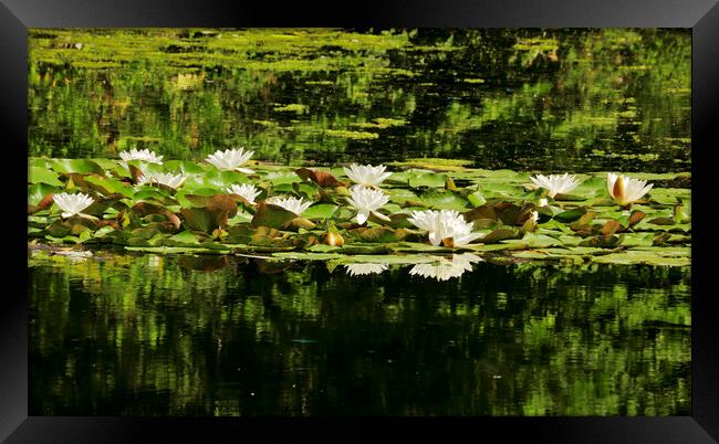 water lillies Framed Print by Simon Johnson