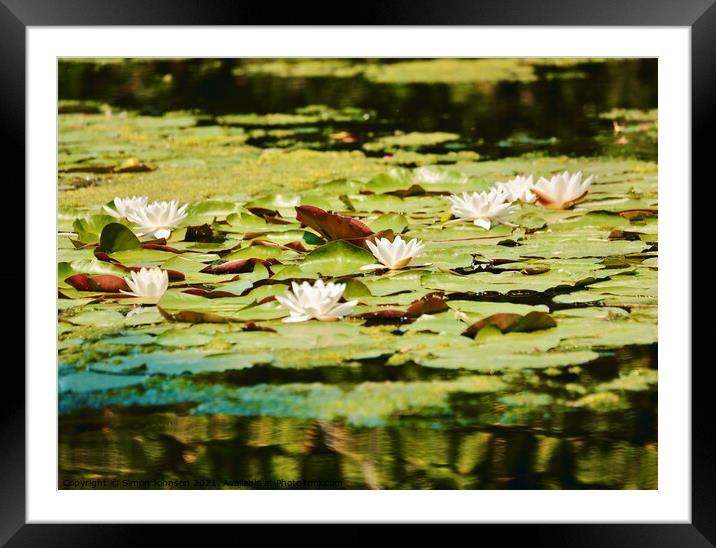 Water Lillies Framed Mounted Print by Simon Johnson